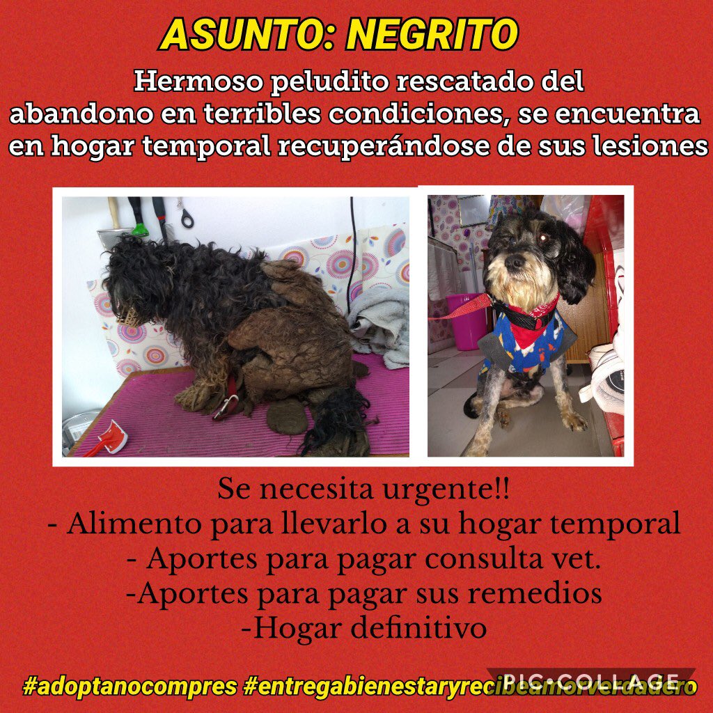 Es urgente encontrar una familia que lo pueda adoptar 🙏🏻 se me acaba su hogar temporal 😔