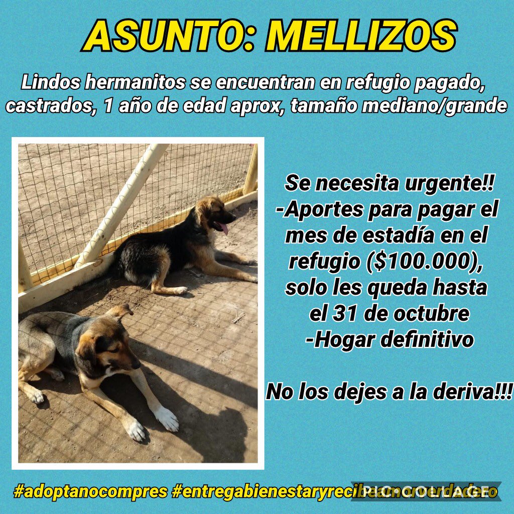 Es urgente encontrar madrinas o padrinos que puedan ayudar apagar su Refugio 🙏🏻🙏🏻