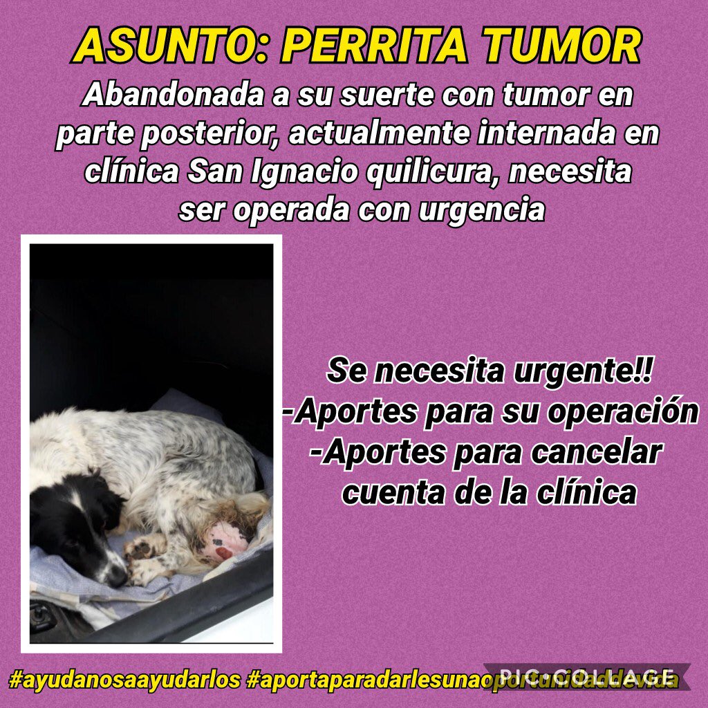 Esta gordita se encuentra hospitalizada, por favor ella depende de todos ustedes para su recuperación