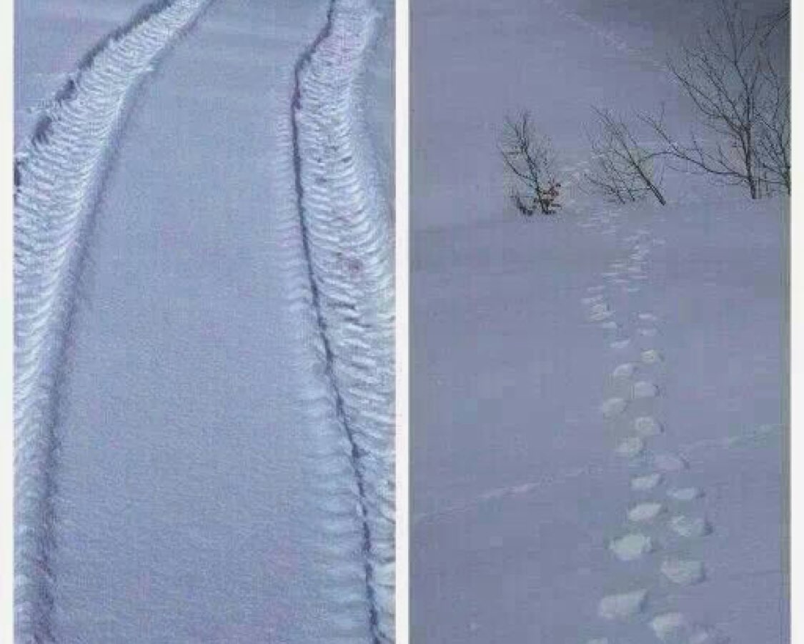 MarkBrayCountry's tweet photo. Which one is the #ford owner’s tracks and which one is the #chevy owner’s tracks? 🤔 https://t.co/47RevInK8T
