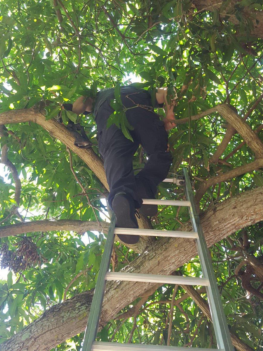 PBCFR's tweet photo. Today #Engine37 in #Lantana responded to a unique rescue situation, a pet cockatiel stranded in a tree! The #firefighters carefully and calmly rescued “Coco” reuniting it with a very grateful owner. #TeamPBCFR https://t.co/rSadZri7CZ