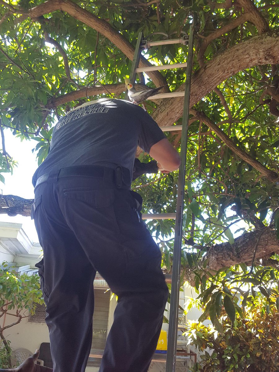 PBCFR's tweet photo. Today #Engine37 in #Lantana responded to a unique rescue situation, a pet cockatiel stranded in a tree! The #firefighters carefully and calmly rescued “Coco” reuniting it with a very grateful owner. #TeamPBCFR https://t.co/rSadZri7CZ