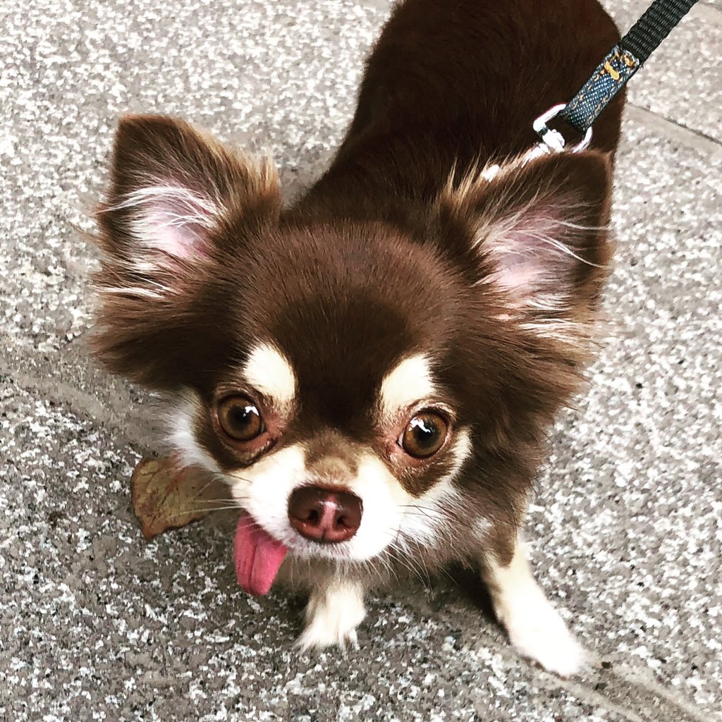 LaurenYoung's tweet photo. Met a few more fabulous pups on our trip, @darth #DogsOfJapan https://t.co/Xnz9qa0tNl