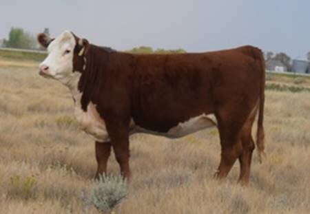 ZTM 58E and 8 other McCoy heifers sell on Saturday in the C&amp;T Next Step sale at Kisbey.