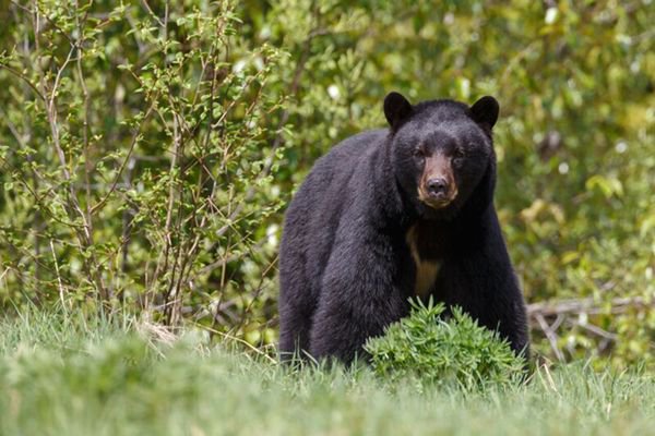 FFLDealerNT's tweet photo. Hunter &amp; Conservationist Sue New Jersey Over Feel-Good Black Bear Hunt Ban https://t.co/cs89kiDIOL https://t.co/sBfebDNndK