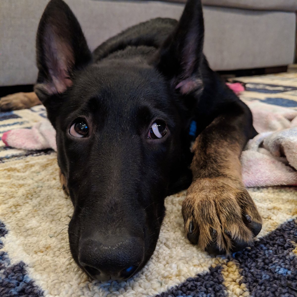 FlipFlopAgent's tweet photo. I swear I didn't do it! 😂😂😂🙏🦴🐾My Maya
:
:
:
Follow me 👉@kobigearwearit for a cause

#kobigear #ripkobi #brandforacause #trouble #ididntdoit #iswear #eyes #eye #look #itwasthecat #lymphomafoundation #caninecancerfoundation #caninecancerawareness #lymphoma #lymphomaawareness https://t.co/CXwROOAgzm