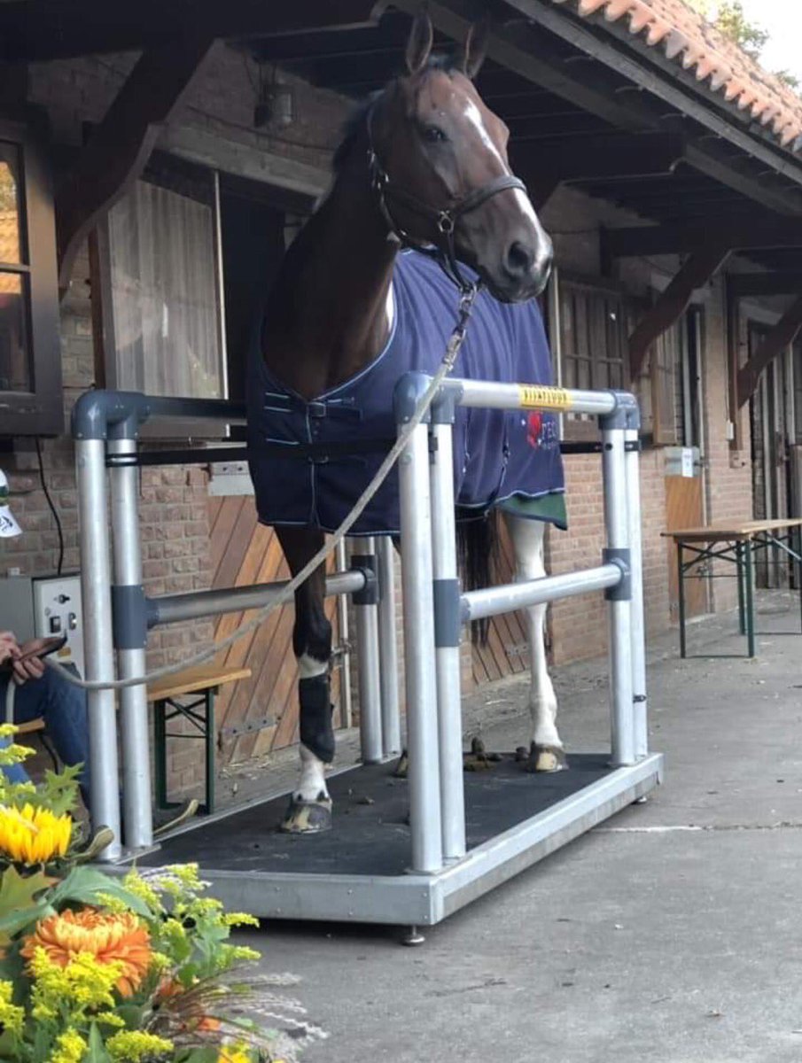 Vitafloor's tweet photo. One of the Irish Team horses enjoying a session on the Vitafloor during the International Military in Boekelo, The Netherlands. #vitafloor #themotorforfitness #shakinguptheequineworld https://t.co/fy2q7hl1A6