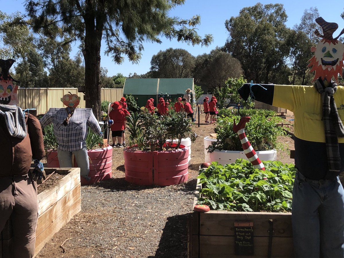 Dawe4Peter's tweet photo. So much passion and pride goes into the gardens at #HowlongPS and donโt the students love showing us around. Those #gardenbeds look good enough to sleep in ๐ #youthcommunitygreening @pettitt_phil @BrendenMoore29 @botanicbuddy @NSWEducation @RBGSydney https://t.co/O166psNyhR