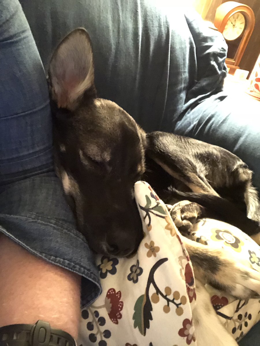 keersuh's tweet photo. #earalert she fell asleep with an ear up my money is on pointy ears https://t.co/yoPiRtfdd8