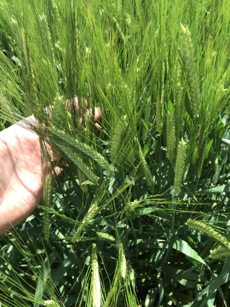 Sam_Toulmin_'s tweet photo. KoberAg ensuring Aus 🍻 stocks #planetbarley #seedforce https://t.co/XJkTwXVq6e
