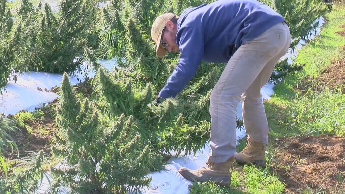 Mr_Hemp1's tweet photo. #Hemp in Henderson, couple grows hemp for #CBD oil on family farm
Alex Russell &amp; Michael Johns say hemp has health benefits without the “high”
https://t.co/zahKvyqdZE https://t.co/wGyfusnaNe