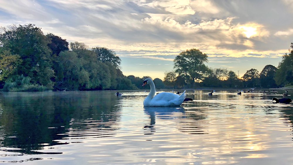 #AlvastonPark on a calm #Autumn weekday morning. Busy with commuters, dog walkers, anglers, joggers and parents walking their children to school. 🦆🚶🏽‍♂️🏃🏼‍♀️🐶 🎣 #LoveParks #saveourparks