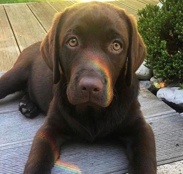 Buongiorno amici 🌈
.
.
Credit: @lotte_the_brownie
.
.
.
#labrador #labradorretriever #labradorpuppy #cane #cucciolo #puppyeyes #dogsofinsta #instapet ift.tt/2CRDQvF