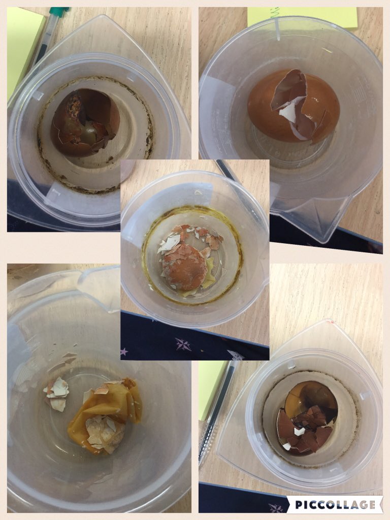 Hazel_Beecroft's tweet photo. We’ve had a busy week of practical learning. First, we looked at the results of our teeth experiment. The Capri sun was most damaged, then orange juice, then Coke, then Coke Zero &amp; water had no damage. We think that you should drink water &amp; drink all the others as a treat.
T &amp; C https://t.co/jis85EhiCD