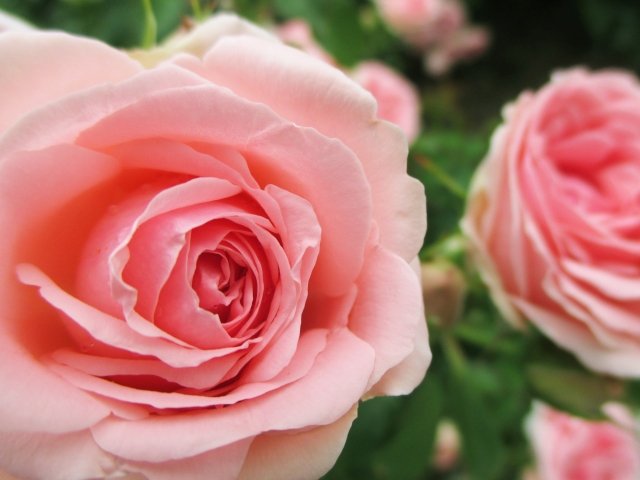 SkyIsPinkBossG's tweet photo. The pink of a rose
🌺👄🔮💜 🌹💜🔮👄🌺 https://t.co/cikEoyoPlY