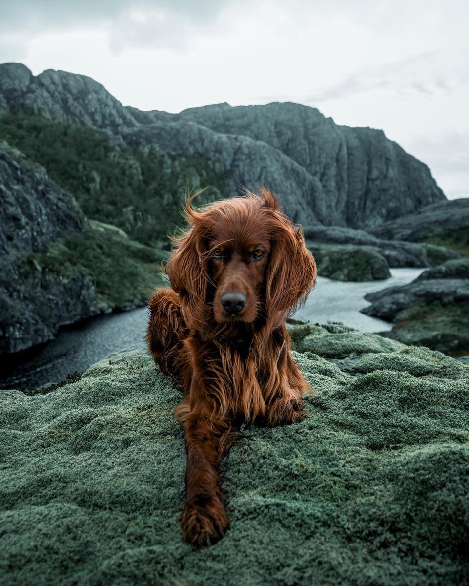kotecinho's tweet photo. siguiendo a Troja

https://t.co/GuXO6Y72Zr

un hermosa Setter irlandés exploradora de la noruega más salvaje https://t.co/sPTPdPT4Vw