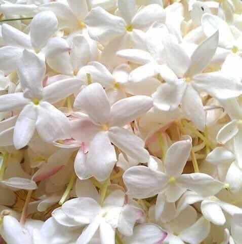 <a href="/IB7IUtdYSufmghC/">واحد من الناس</a> <a href="/K6Mt0MButtl5nEW/">سيد الكلمات الكاتب</a> <a href="/Awtarquithara/">أوتار القيثارة</a> @qythara__ @jo_____sul <a href="/Alridab_Group/">مملكة  الرضاب</a> <a href="/al___nay/">قروب الناي RTS</a> صِـبّآحگ #نسًـمِـآت مِـن آلَجَنآن🍵
صِـبّآحگ .. قَلَوُبّ حآلَمِـهِہ 💚
صِـبّآحگ يآسمِـين آبّيـض🌼🍃