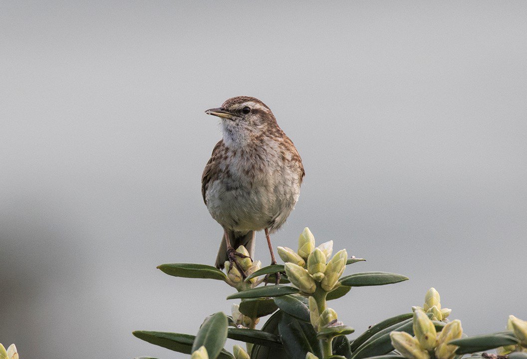 BirdSearchNZ's tweet photo. Bird of the week! NZ Pipits are small songbirds. If you look at them closely you’ll see their tails bobbing as they hop along! Find the NZ Pipit using the Ngunguru Foreshore BirdSearch. https://t.co/fYyUNNZkTc https://t.co/KukJyZkmEh