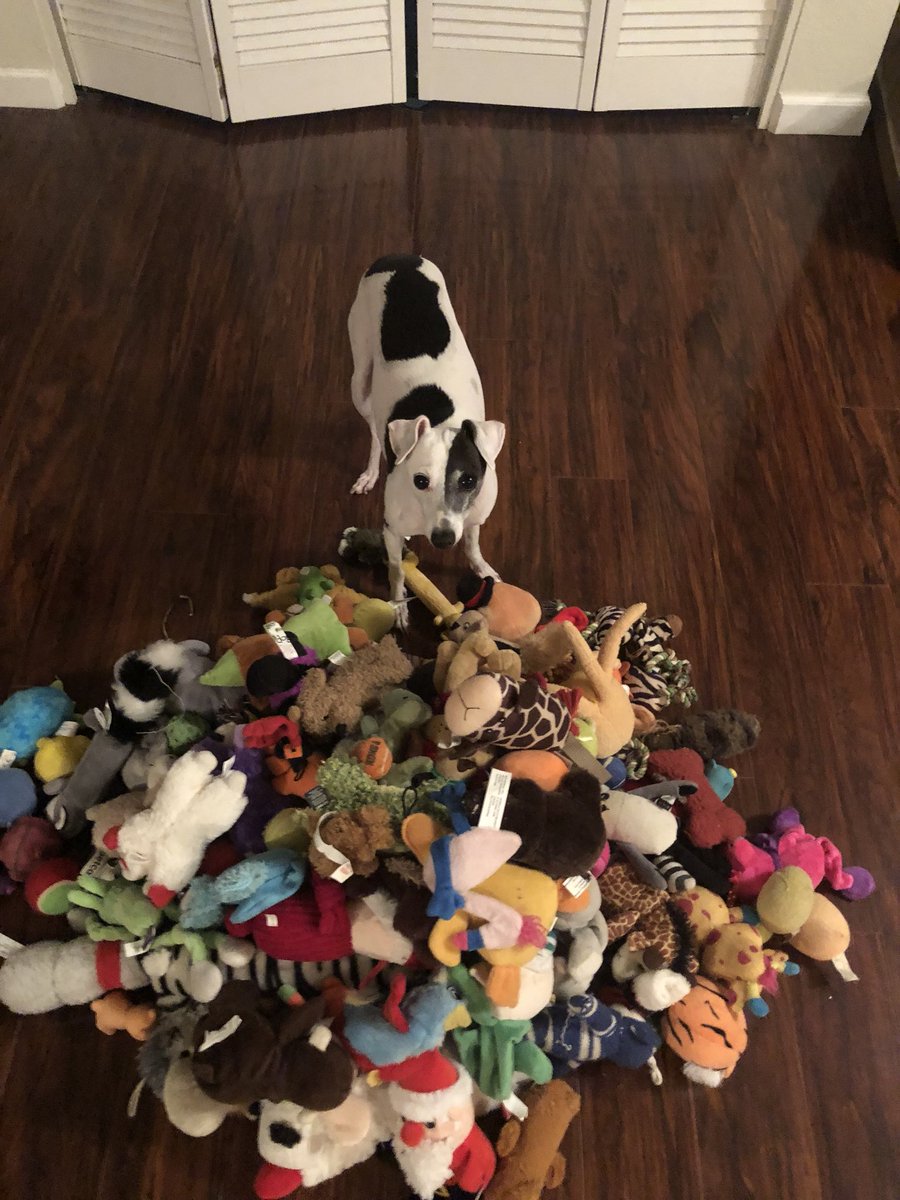 freddieactor's tweet photo. I feel so bad that our dog doesn’t have enough toys 😂 #dogtoys #dogtoy #dogtoyseverywhere #petco #petexpress #italiangreyhound #greyhound #sonoma #sonomastrong https://t.co/9ZfO2W3sCB