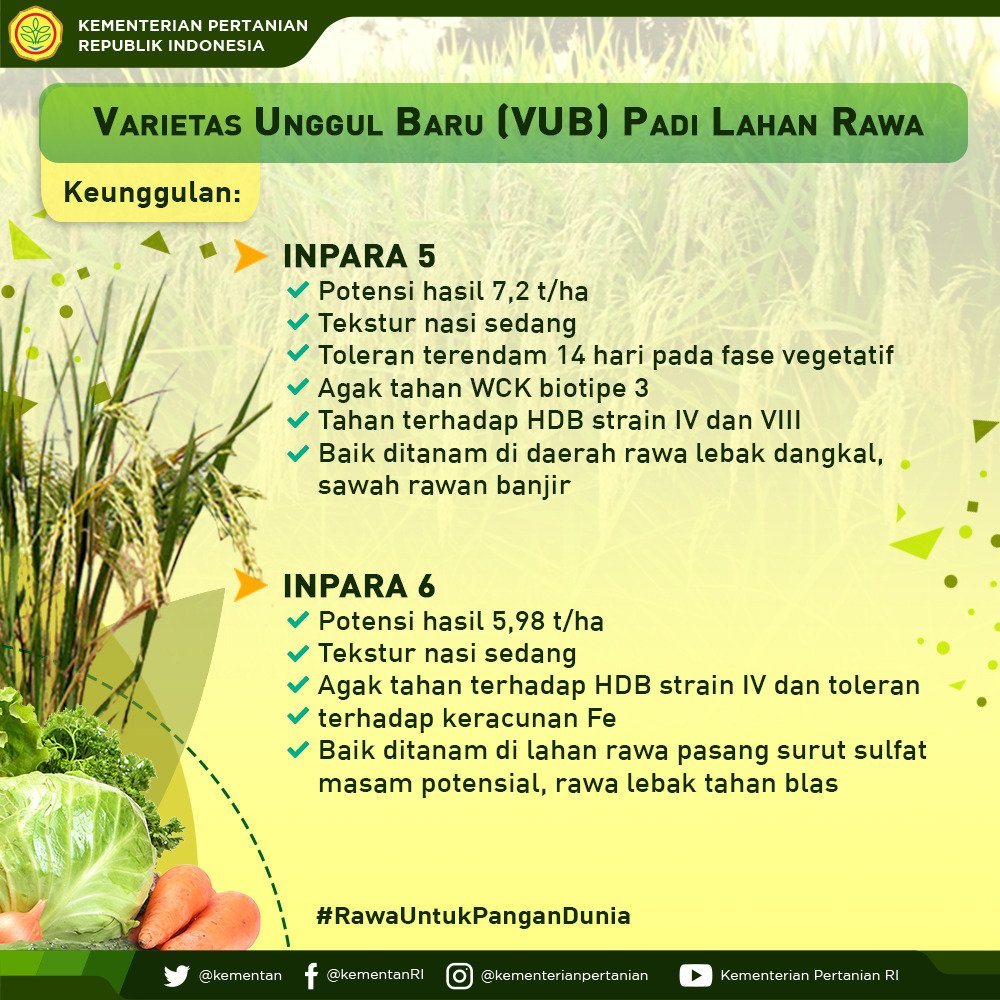 6. Optimalisasi lahan rawa juga tidak terlepas dari penggunaan varietas unggul baru (VUB) padi yang adaptif dengan teknologi budidaya yang tepat. <a href="/agroinovasi/">Media Nasa</a> telah banyak menghasilkan VUB yang tahan rendaman, hasil tinggi, dan tahan hama penyakit #RawaUntukPanganDunia #HPS2018