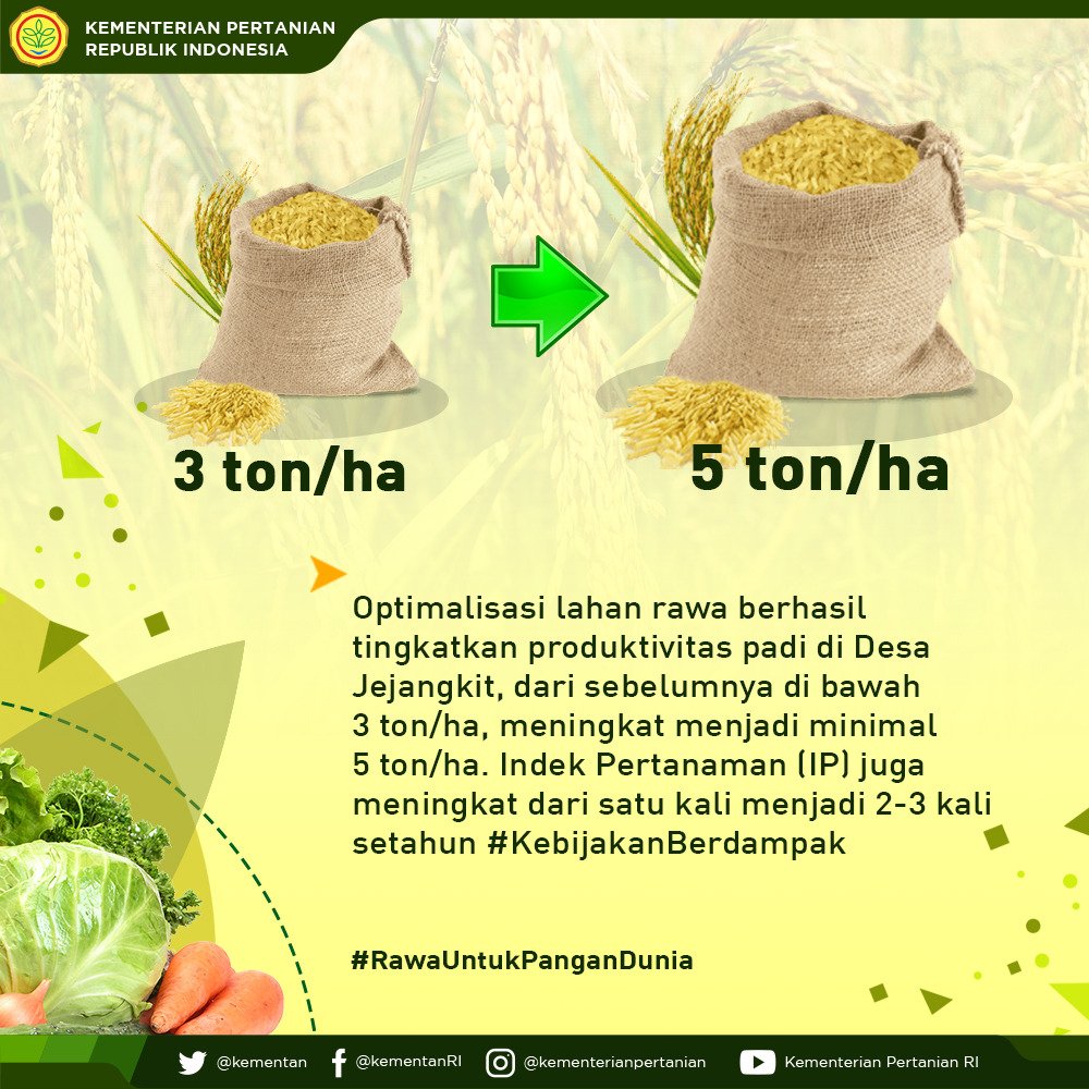 8. Optimalisasi lahan rawa #HPS2018 berhasil tingkatkan produktivitas padi di Desa Jejangkit, dari sebelumnya di bawah 3 ton/ha, meningkat mjd minimal 5 ton/ha. Indek Pertanaman (IP) juga meningkat dari satu kali menjadi 2-3 kali setahun #RawaUntukPanganDunia #KebijakanBerdampak