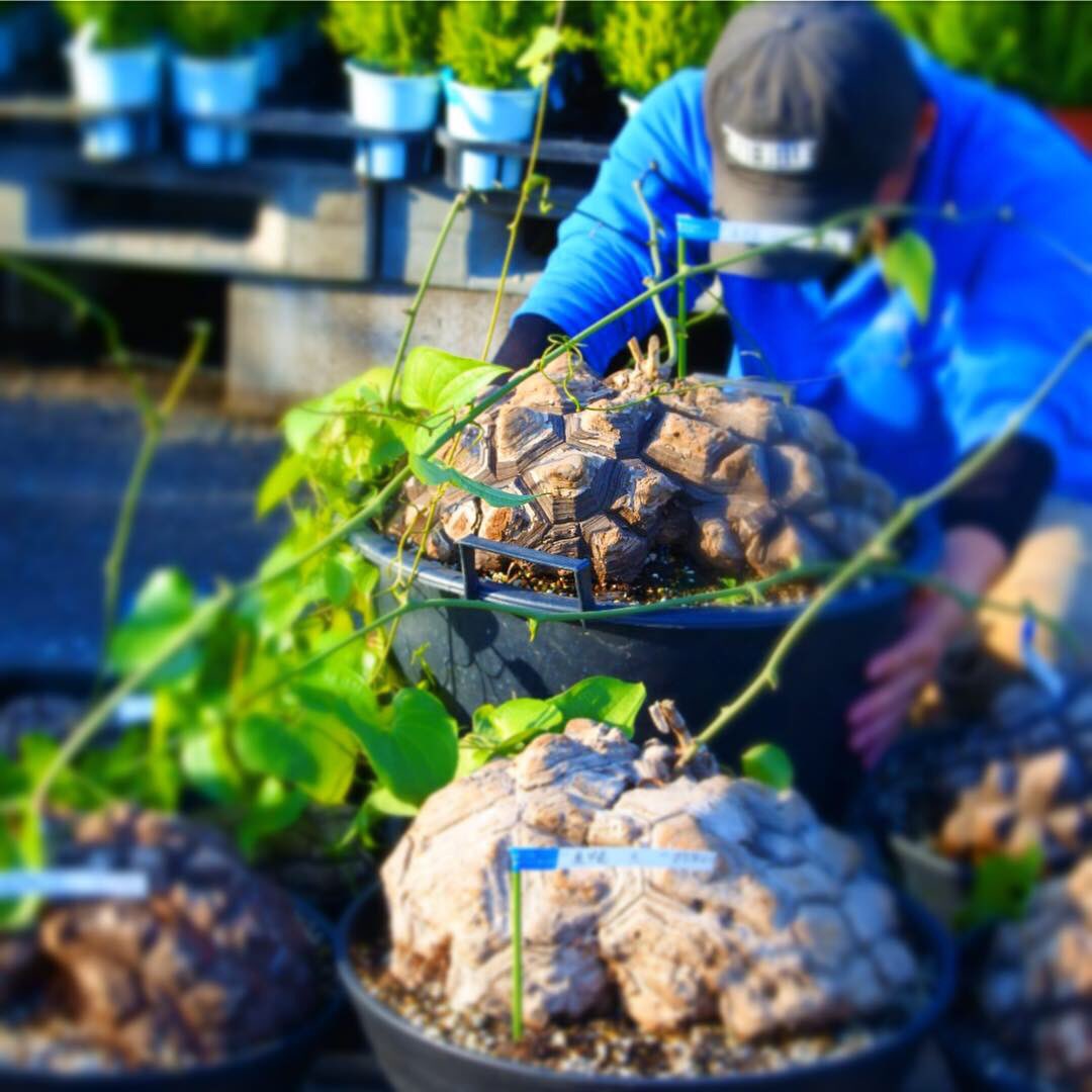 تويتر フラワーウッド على تويتر メキシコ亀甲竜 大きい様々な形が入荷 男性スタッフが 抱えるのがやっとのサイズも ぜひ一目 亀甲竜を見に来てください 本日19日金曜 21日日曜まで フラワーウッドのガーデニングフェア お得な商品たくさんです