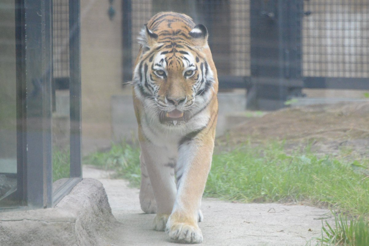 マルヤマン 円山動物園 公式 寒さに強い動物その１ 当園の寒帯館 にいるアムールトラ アイ です シベリアトラともいわれます 大きさは ネコ科の中で最大 円山動物園では ガラスの側にいるときに 顔の大きさ比べでその大きさがわかります