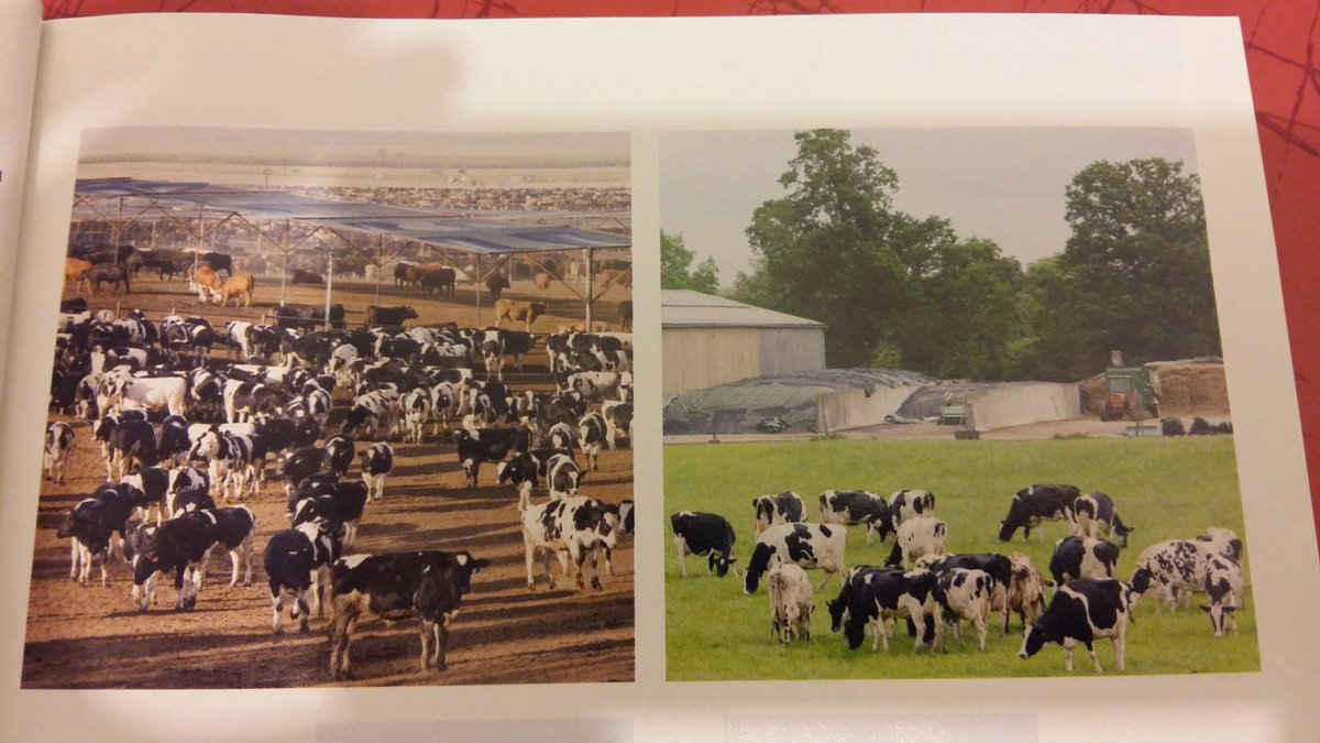 LucieDe_G's tweet photo. "Des photos de #feedlots américains (à g., jusqu'à 100 000 bêtes) sont souvent utilisés pour commenter l'#élevage français (à d., 54 #vaches en moyenne)
@LaFranceAgricole https://t.co/ghZaNwjDm0