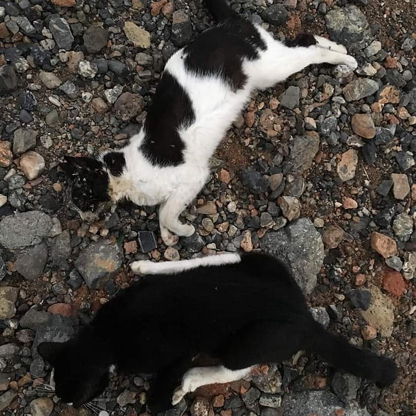 Iris_ot's tweet photo. Método #CER/#CES YAAAA
@aytoalm @RamonFPM @CarolinaLafita
#almeriacapitalgastronomica2019 #Almeria2019 #ces #gatos #gatas #gato #gata #ayuntamientodealmeria #ayuntamientoalmeria #cer #cerya #cesya #politica #tnr #merecenvivir #derechoanimal #derechos https://t.co/VTLAzSw5bD
