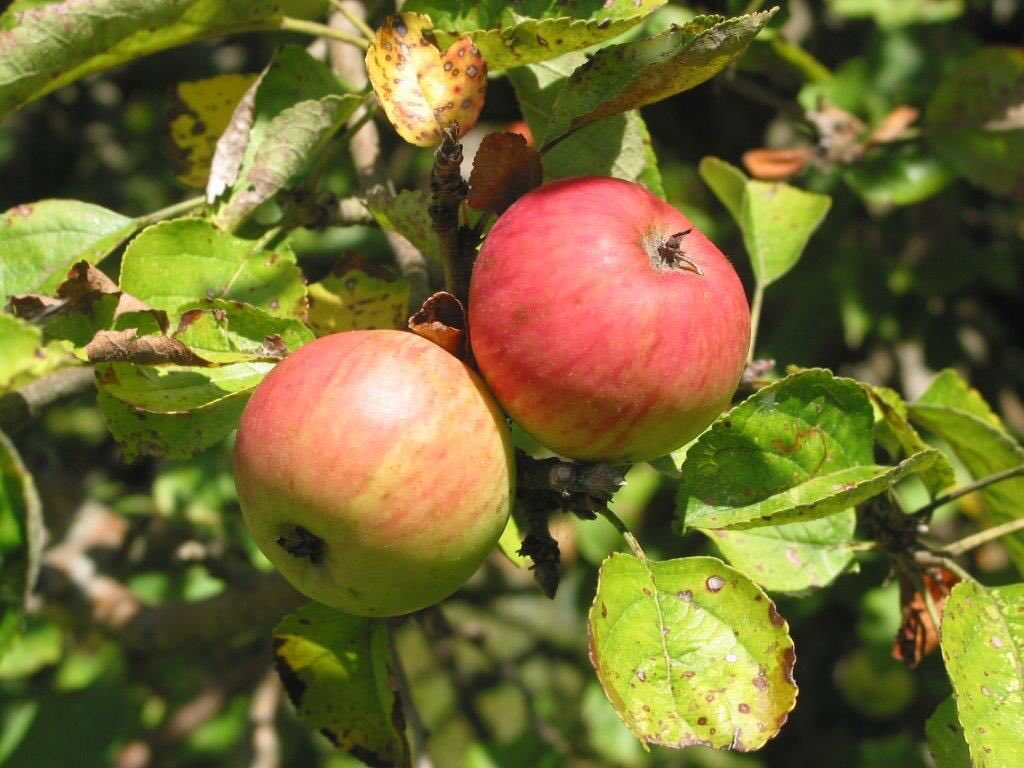 jmvanhoutte2's tweet photo. #Europom2018 #Troyes #Croqueurs #AubeDepartement #lesteclair
Les 27 et 28 octobre, Troyes accueille le plus grand verger d’Europe : 2 000 fruits, 10 pays et 13 associations de protection des variétés régionales.
Dimanche dans #lesteclair https://t.co/FPdO6z7XQw