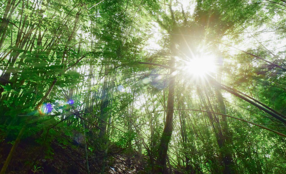 FranchementBien's tweet image. [#environnement 🇫🇷]
👉ils cartographient les grands types de végétation de la région Bretagne. 
👉à disposition des acteurs de l’aménagement du territoire pour identifier les enjeux de la #biodiversité 
#bretagne bretagne.bzh/jcms/prod_4364…