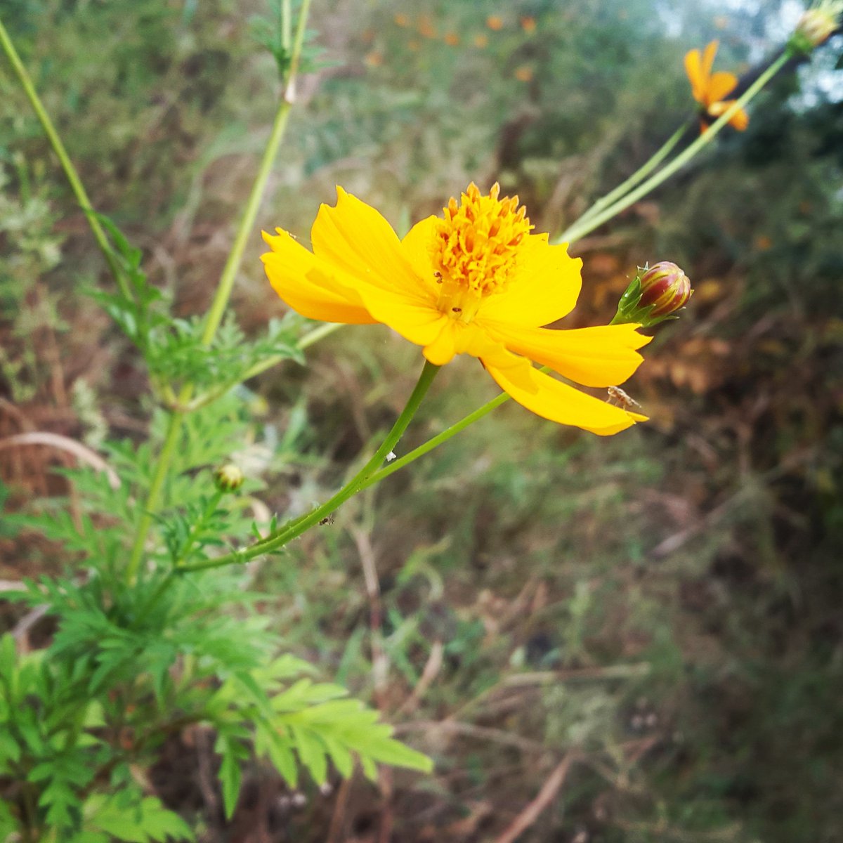MundePrajakta's tweet photo. When  your Morning is like  beautiful flower...
#clickbyme #clicksbyprajakta 
#Flowers #beautiful #beauty #morning #nature #photography #photooftheday #Pune #PHOTOS #EVERYDAY #travelgram #travelblogger #blogging #NatureLover #love #tracking #explore #explosion https://t.co/ee4SWpqXiL