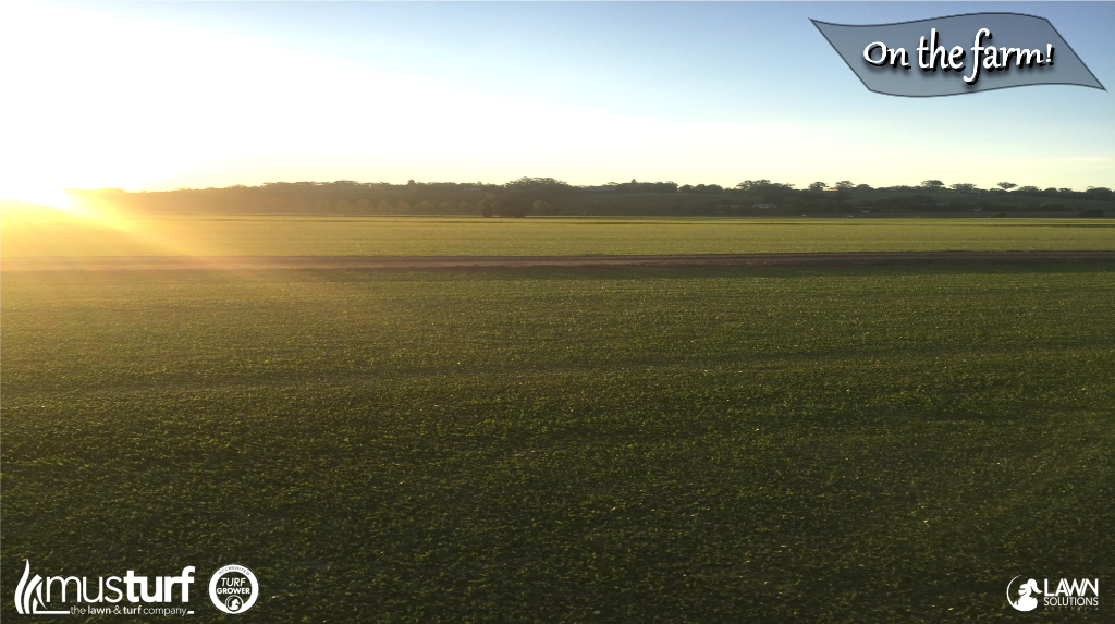 musturf's tweet photo. On the Farm Friday - sunrise over the farm. 😊 https://t.co/xbAgxqfLK6