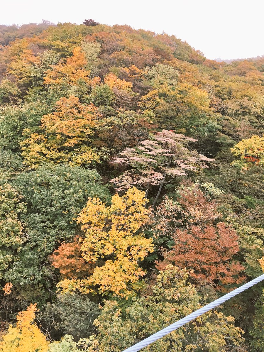 那須高原、けっこう紅葉してて綺麗です。霧がかかってましたが、これはこれで良い。そして寒い。