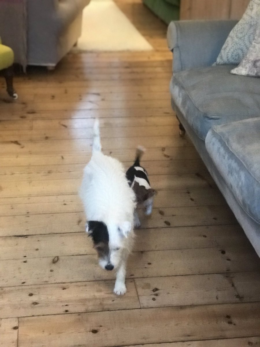 Pickle our 4 yr old Parson’s Terrier is missing as of last night in W12. Have you seen her?? Please forward