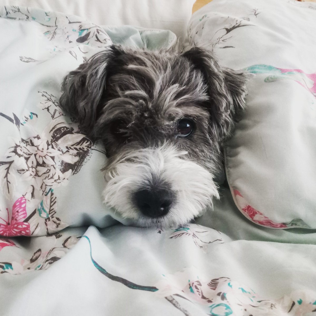 PoppyToms's tweet photo. It's our lovely dog, Ellie's SIXTEENTH birthday today!!!
She was a stray puppy when we found her all those years ago and she is amazing! 😍🎂🎈
#olddog #happybirthday #adogsforlife #dogsoftwitter https://t.co/XmFeGeXyn8