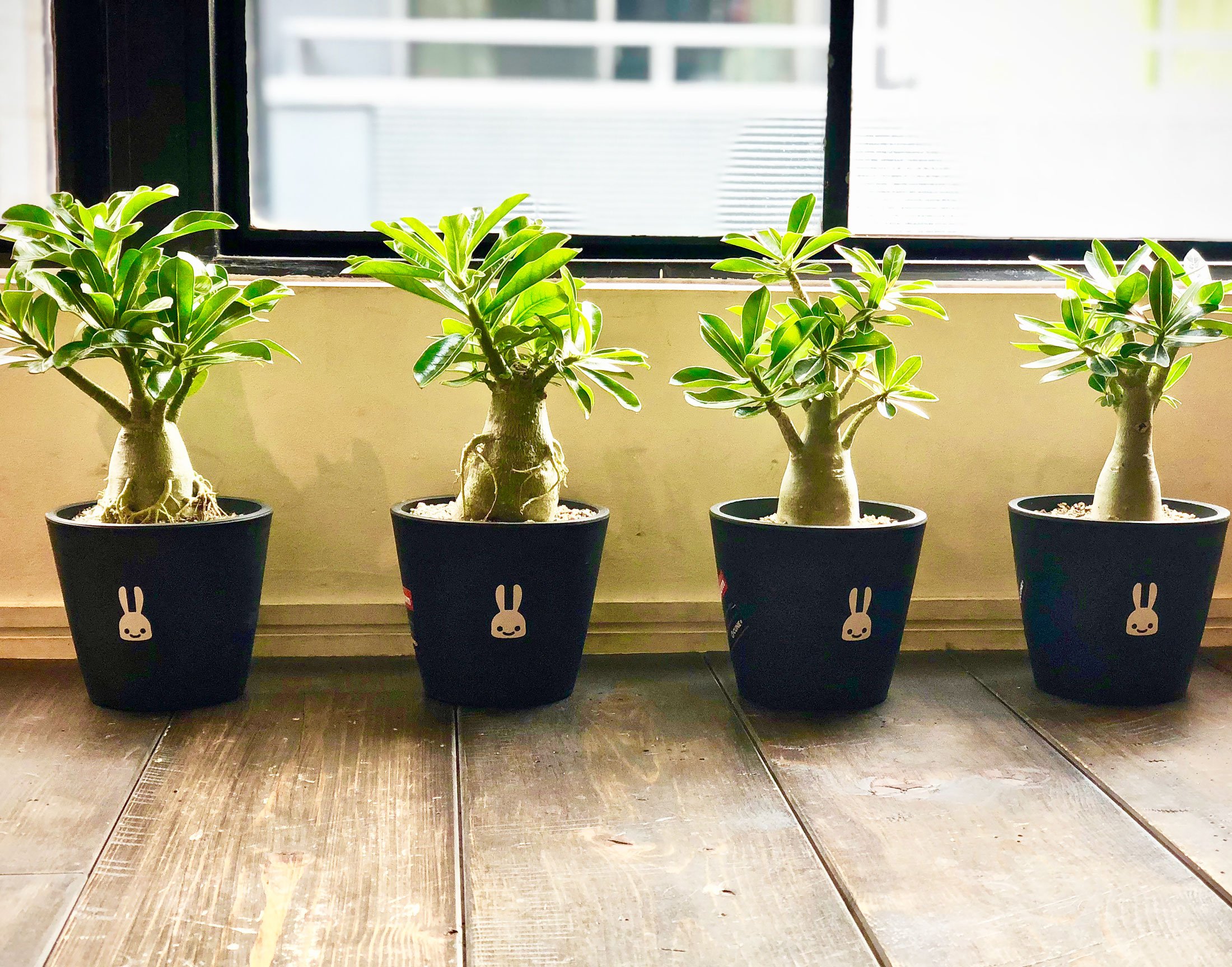 Cune Twitter પર Cune下北沢 明日から下北沢では観葉植物 を少し販売します 事務所で一生懸命大きく育てたものだそうで 鉢にはプリントが入っています 陽の当たらない原宿では売ることができませんね 18a Wの商品もたくさん入荷するのでぜひ下北沢にお越し