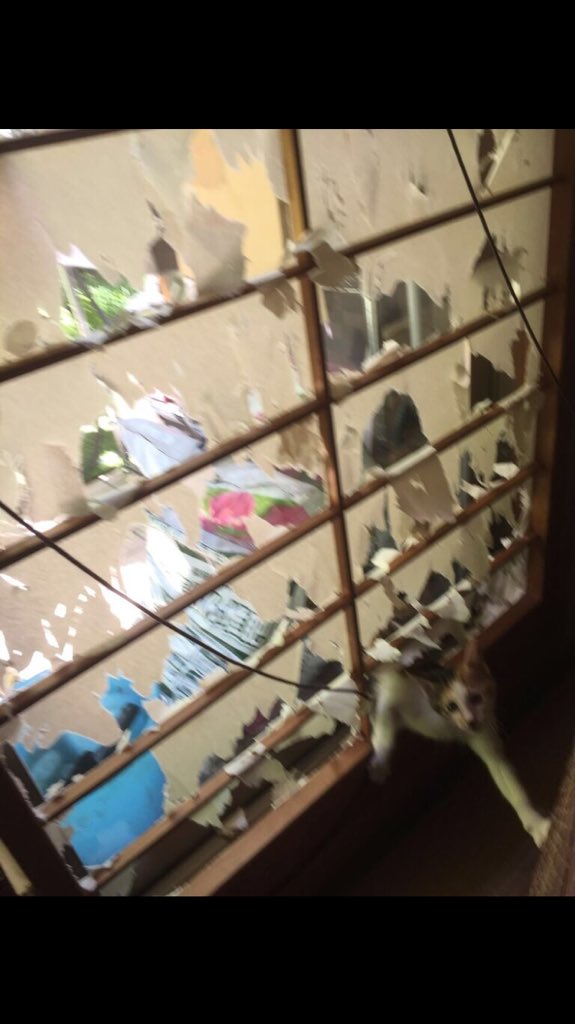 仔猫を飼ってるお家に遊びに行ったらホラーすぎた 障子が破れているだけで何故こんなに怖いのか Togetter