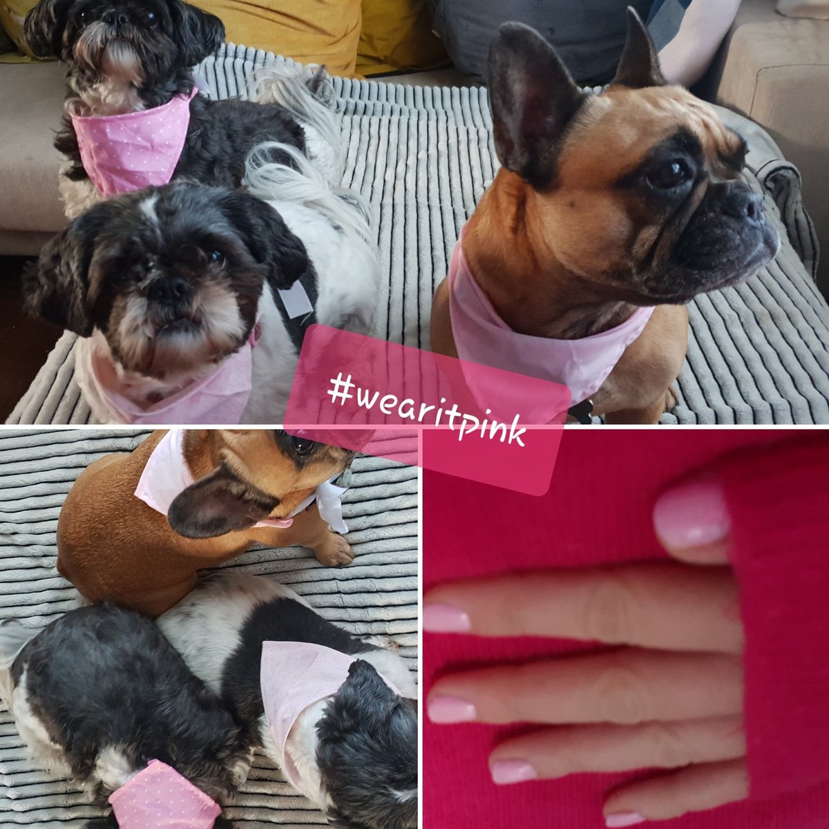 at_paws's tweet photo. We are wearing it pink today #WearItPink #BreastCancerAwarenessMonth #breastcancer #WearItPink #dogwalker #Leeds #leedslife #dogwalkerleeds #dogsoftwitter #furbabies #frenchbulldog #shihtzu https://t.co/GRUQRjjd8p