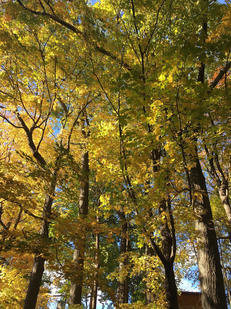flavia_abdallah's tweet photo. When the beauty of Nature talks...listen. #fall #life #beauty #nature #yellow #trees #Magnificent #eyeswideopen #peace #Myeverence #light #calm #canada #mypowertalk @MyPowertalk https://t.co/Rsqnz6MLQD