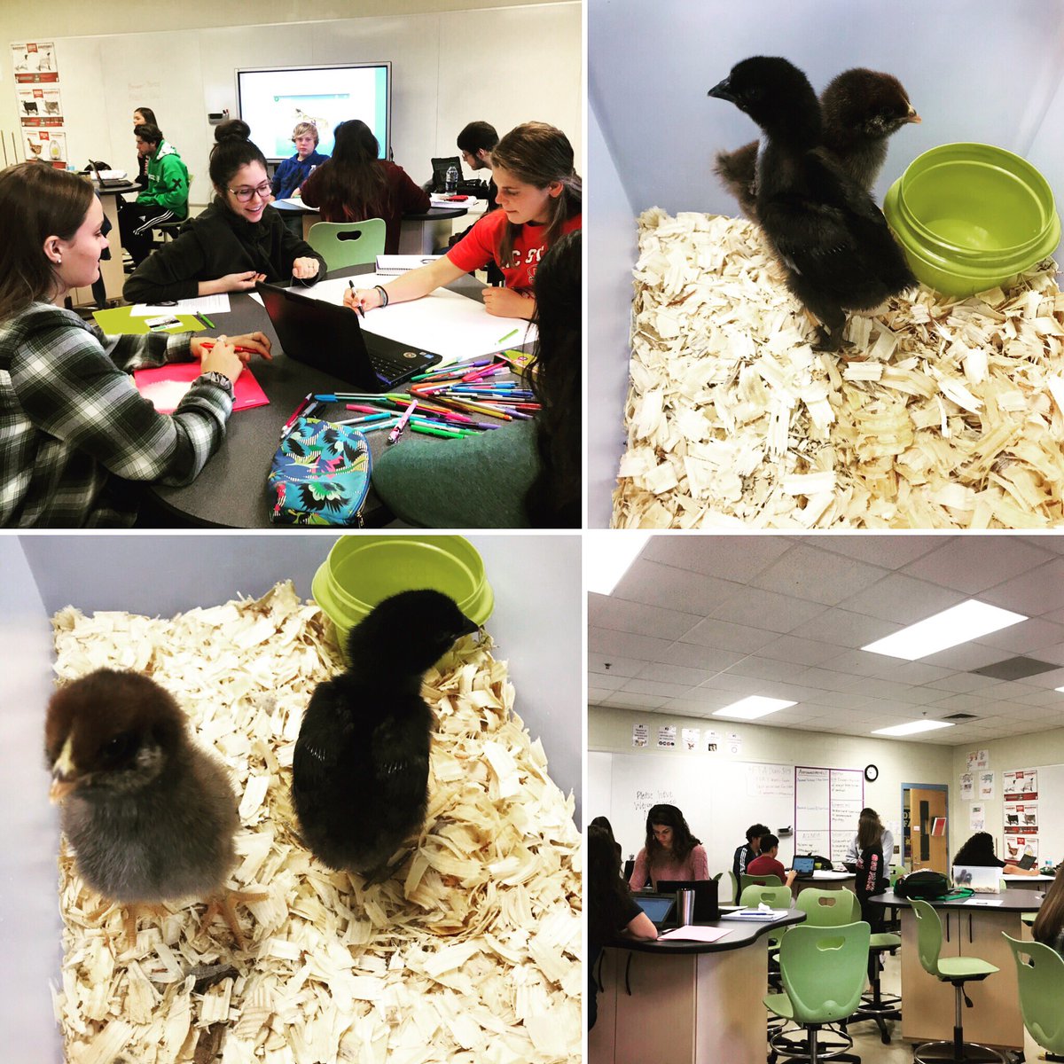 Drannemarierad1's tweet photo. #interactiveposters and the #digestivesystem in Animal Science II class! @PorterRidgeHSNC @UCPS_MonroeNC https://t.co/63NKJENtXU