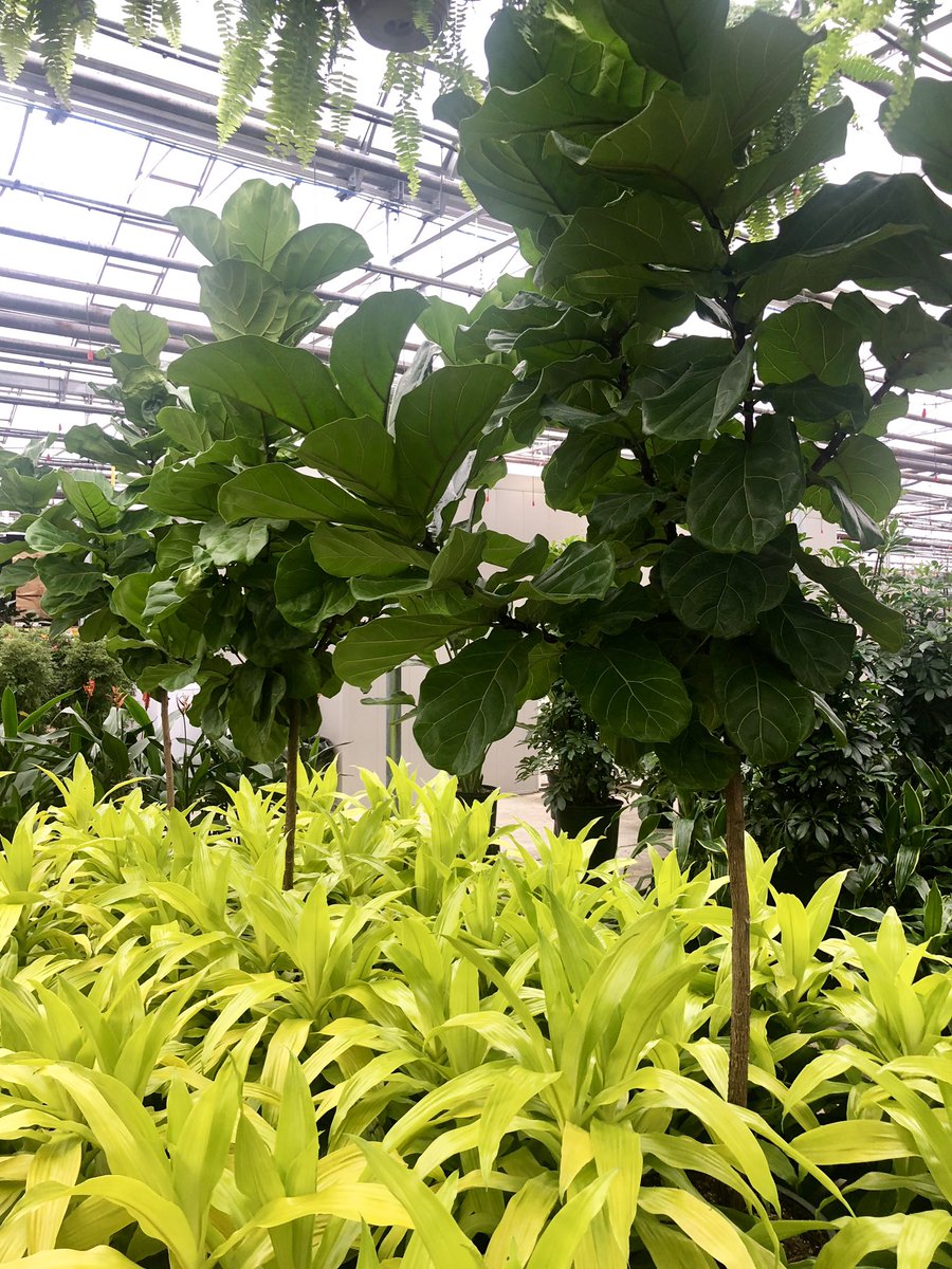 ValleyviewG1970's tweet photo. Happy #flf Friday 🌱💚#flffriday #fiddleleaffig #fiddleleaffigtree #ficuslyrata #tropicaljungle #tropicalplants #plants #houseplants #indoorplants #officeplants #foliage #foliageplant #plantinspiration #plantsmakepeoplehappy https://t.co/6Hlk0jin8D