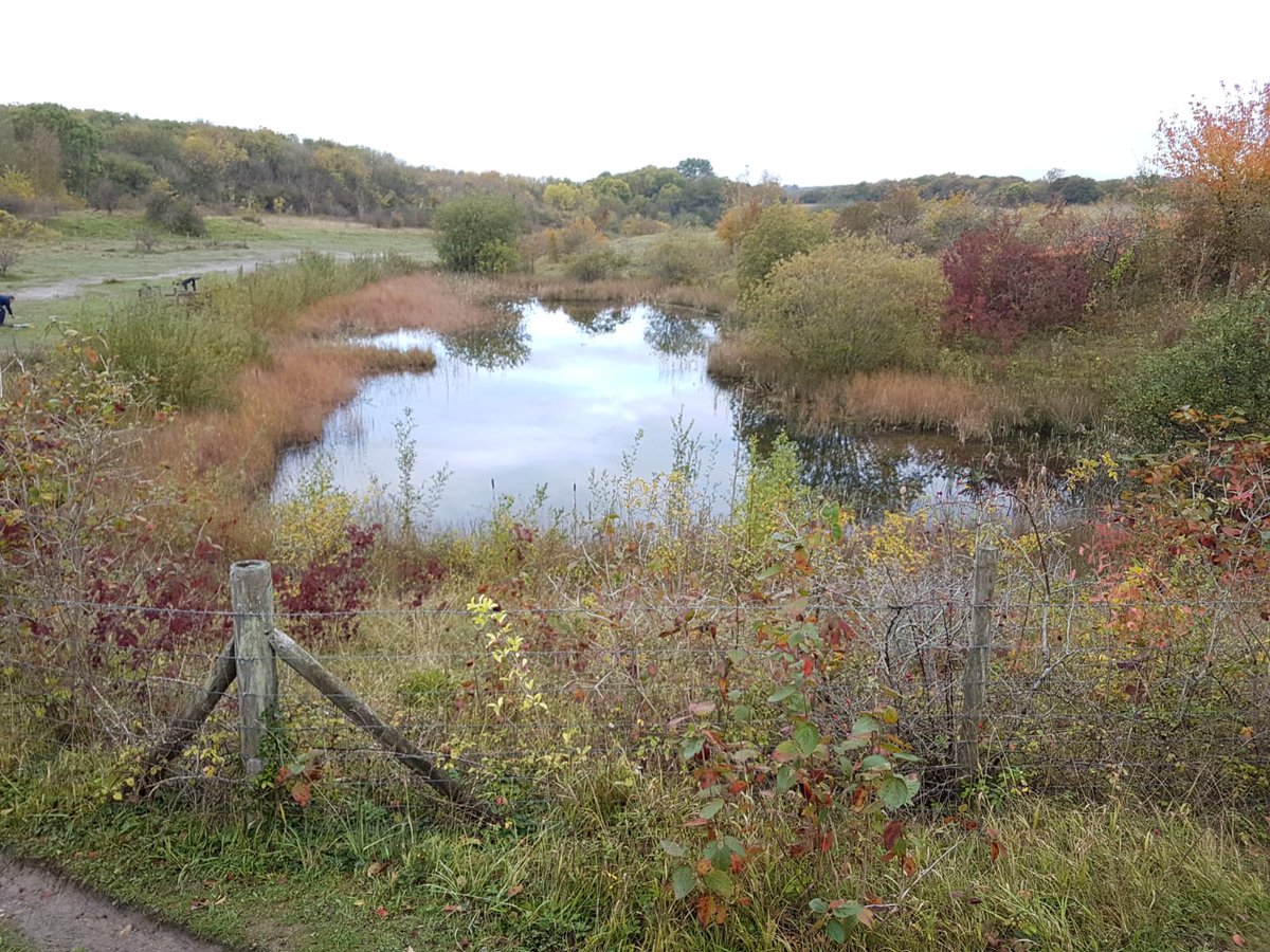 VOGCouncil's tweet photo. Employees from Centrica joined Rangers at Cosmeston for some clearance works around the Dragonfly Pond.  They all worked well and completed the whole job in just one day. Thanks to all who helped! https://t.co/sgdRjcbaZB