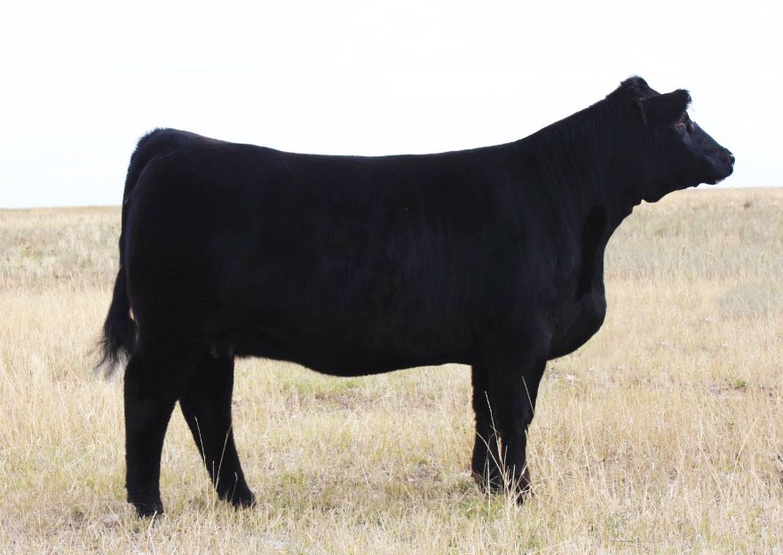 RLC Hummer Lady 705E- wheatland Bull 468P(Hummer)xTailgater bred to WLB Bounty Hunter 365C sells <a href="/Agribition/">Canadian Western Agribition</a> #CWA18