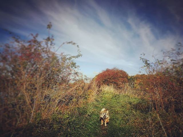 dudewithhair's tweet photo. Zoomies on the dike. .
.
#dogs #dogsofinstagram #sausagedog #dogslife #doglife #mydogiscutest #dogsofinsta #dogsitting #doglovers #dogmom #dogofinstagram #dogsofinstaworld #doggo #dogstagram #dogsofig #dogscorner #doggy #dog #doğa #dog_features #dogphot… https://t.co/EftKIJBjBD https://t.co/UrYWMOA8AR