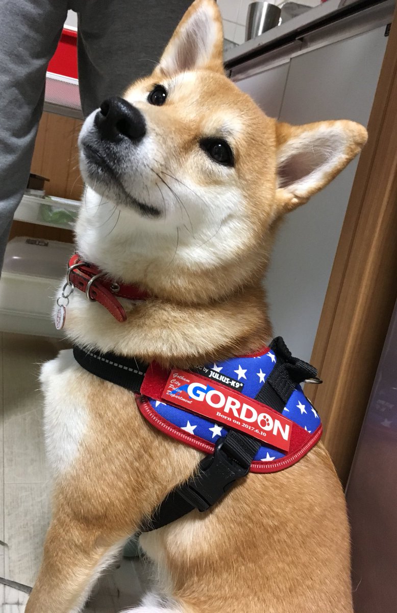 柴犬 日向 かっこいい