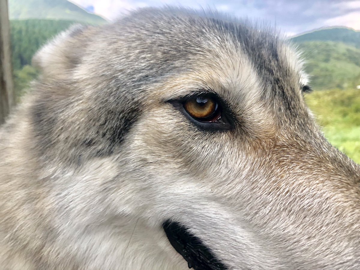 狼と俳優 Sur Twitter かっこいい 狼 オオカミ 狼犬 大型犬 犬の横顔写真展 犬好きな人と繋がりたい 仲良し Wolf ウルフ ウルフドッグ ハイブリットウルフ かわいいと思ったらrt 動物 カメラ好きな人と繋がりたい 写真好きな人と繫がりたい