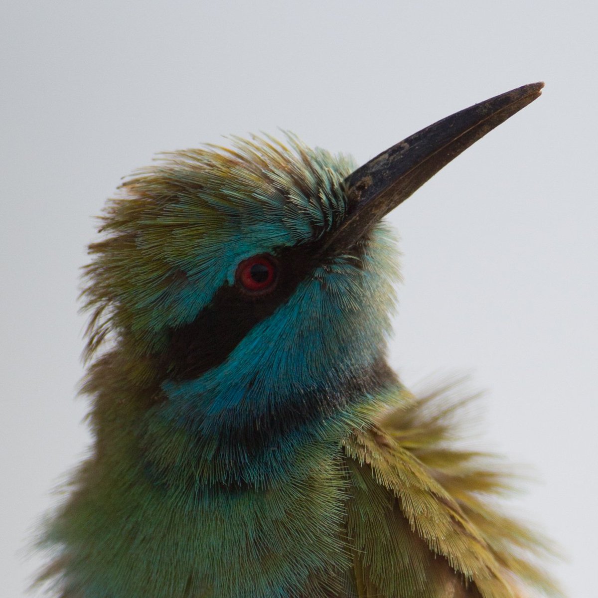 TmLivingWBirds's tweet photo. Talk coming up next Monday for Great Yarmouth Bird Club about our adventures in the desert. #cotf18 #cotf19 #trepidation https://t.co/Ec0ytF0pqM