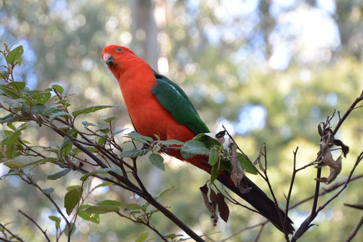 ParrotOfTheDay's tweet photo. A pale ale with an Australian king parrot as its logo? I think we need to sample some of that! Nice packaging, @onthewallop! :>) https://t.co/GH3RVINEt0