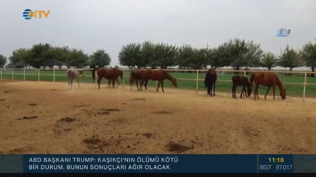 NTV (@ntv) on Twitter photo 19/10/2018 09:17:57 🏇 Yarış atları birer birer ölüyor (Safkanların sır ölümü) 🏇 Yarış atları birer birer ölüyor (Safkanların sır ölümü)